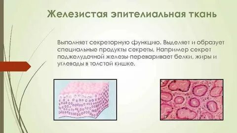 Функции железистых эпителиальных клеток