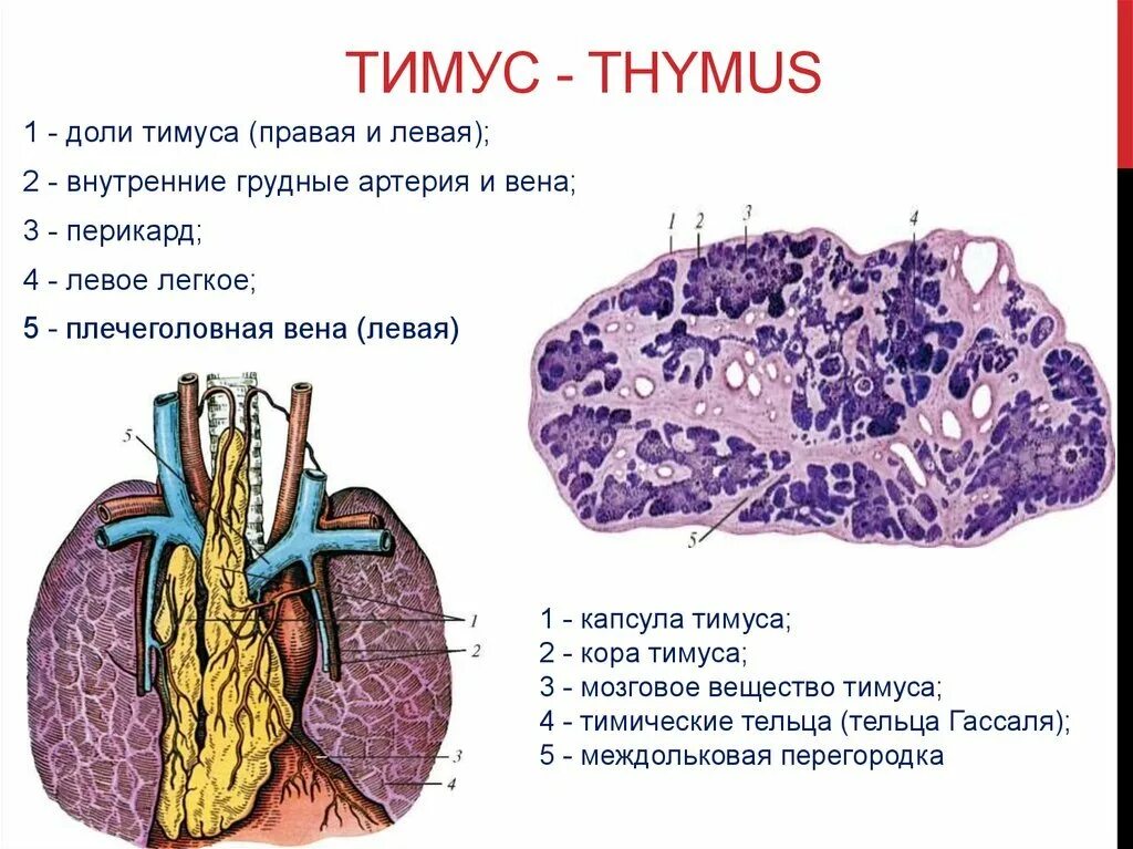 Тимус вилочковая железа топография. Вилочковая железа строение и функции. Топография строения вилочковой железы. Вилочковая железа анатомия латынь. Топографическая анатомия вилочковой железы у детей.