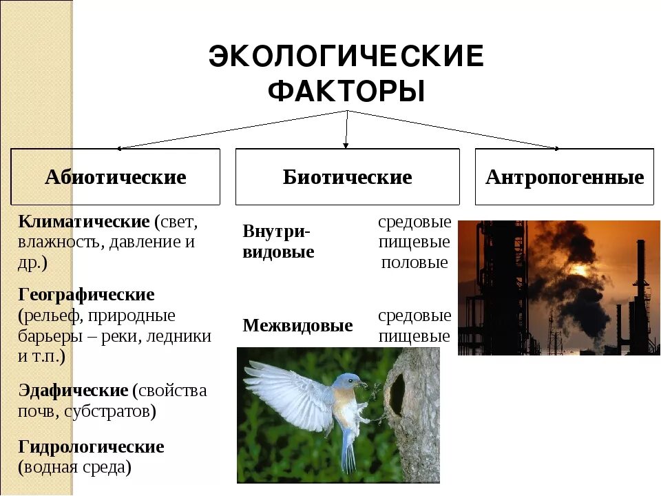 Биотический фактор природной среды. Абиотические и биотические экологические факторы. Факторы окружающей среды абиотические и биотические антропогенные. Примера биотических и абиотических экологических факторов. Абиотические и биотические факторы.