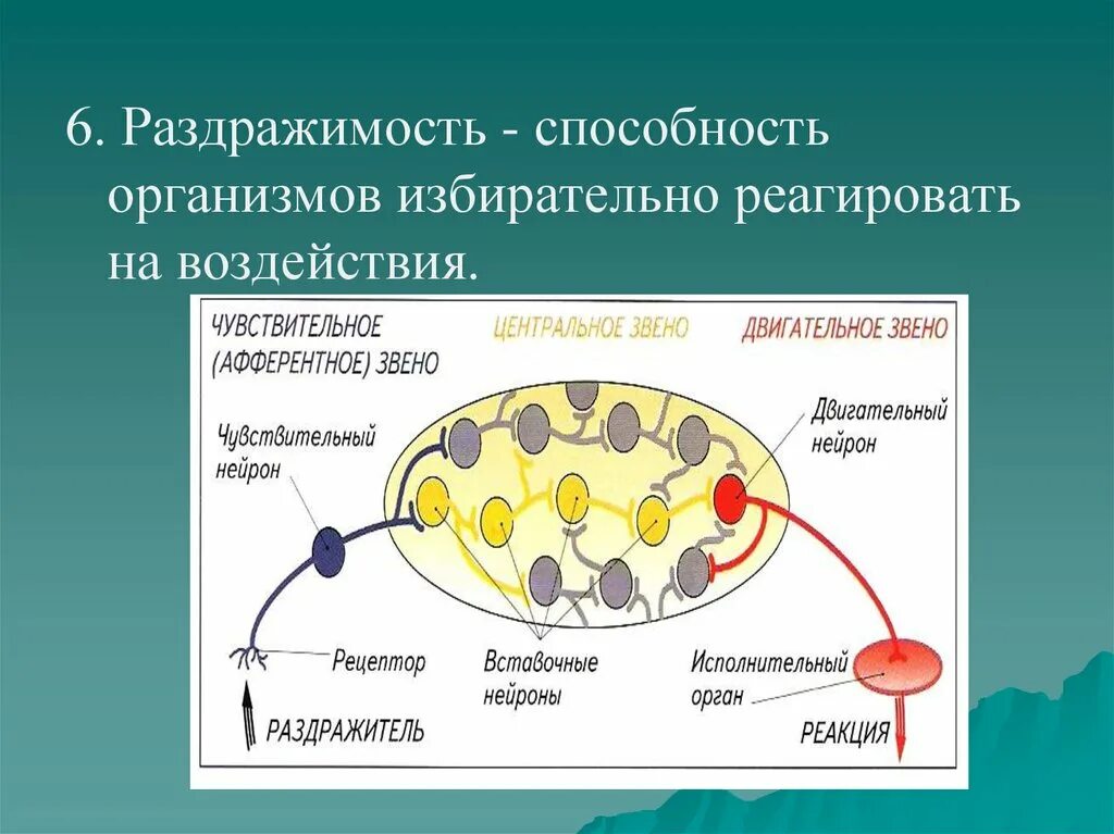 Способность любого организма. Раздражимость. Процесс раздражимости клетки. Раздражимость свойство живых организмов. Раздражимость это в биологии.