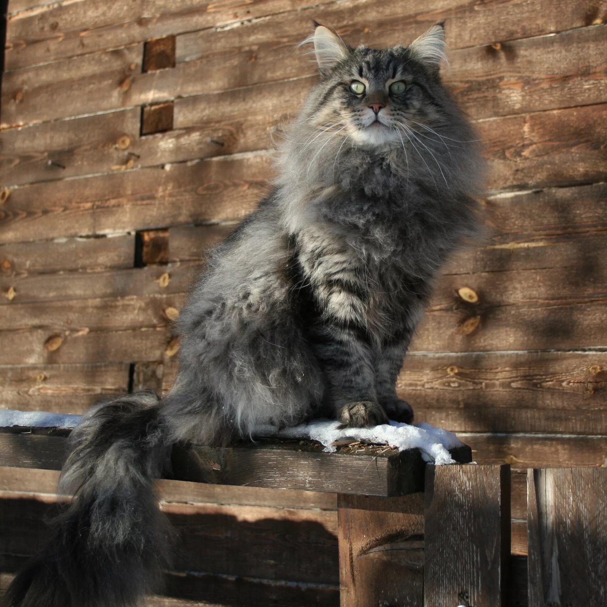 Купить лесного котенка. Норвежские Лесные котята. Норвежская Лесная короткошерстная. Норвежская Лесная кошка кот. Норвежская Лесная кошка короткошерстная.