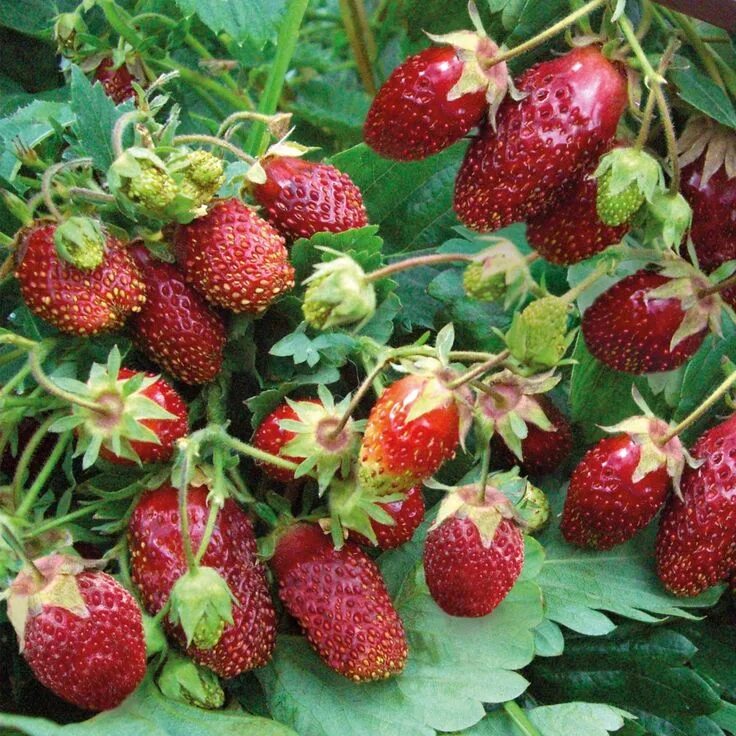 Клубника вима ксима. Земляника лесная (fragaria vesca) "regina". Земляника лесная жизненная форма растения. Розоцветные земляника лесная. Соцветие клубники.