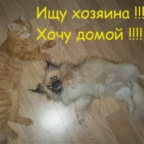 Он ищет животных