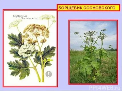 Как отличить борщевик сосновского от борщевика сибирского