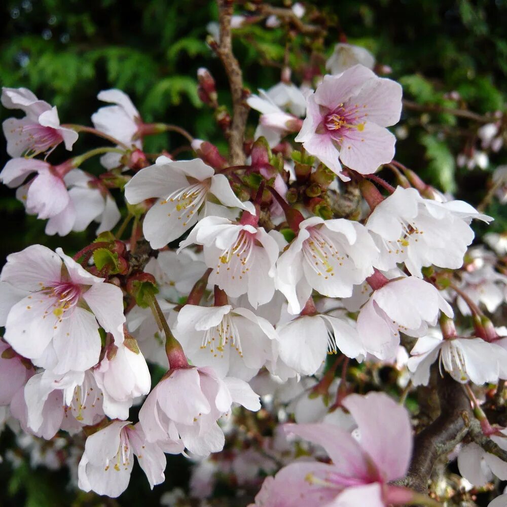 Вишня японская (Prunus Incisa) «Kojou-no-mai». Сакура Койо-но-май. Вишня Prunus Incisa Kojou-no-mai. Сакура Микинори.