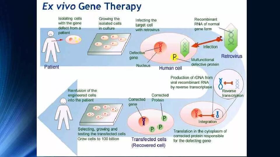 Генная терапия in vivo ex vivo. Генотерапия in vivo и ex vivo.. Генную терапию ex vivo схема. Методы in vivo. Исследования in vivo