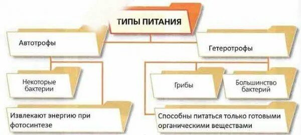 Основные типы питания. Дополните схему типы питания живых организмов. Большинство бактерий по типу питания. Дополни схему различия организмов по способам питания.