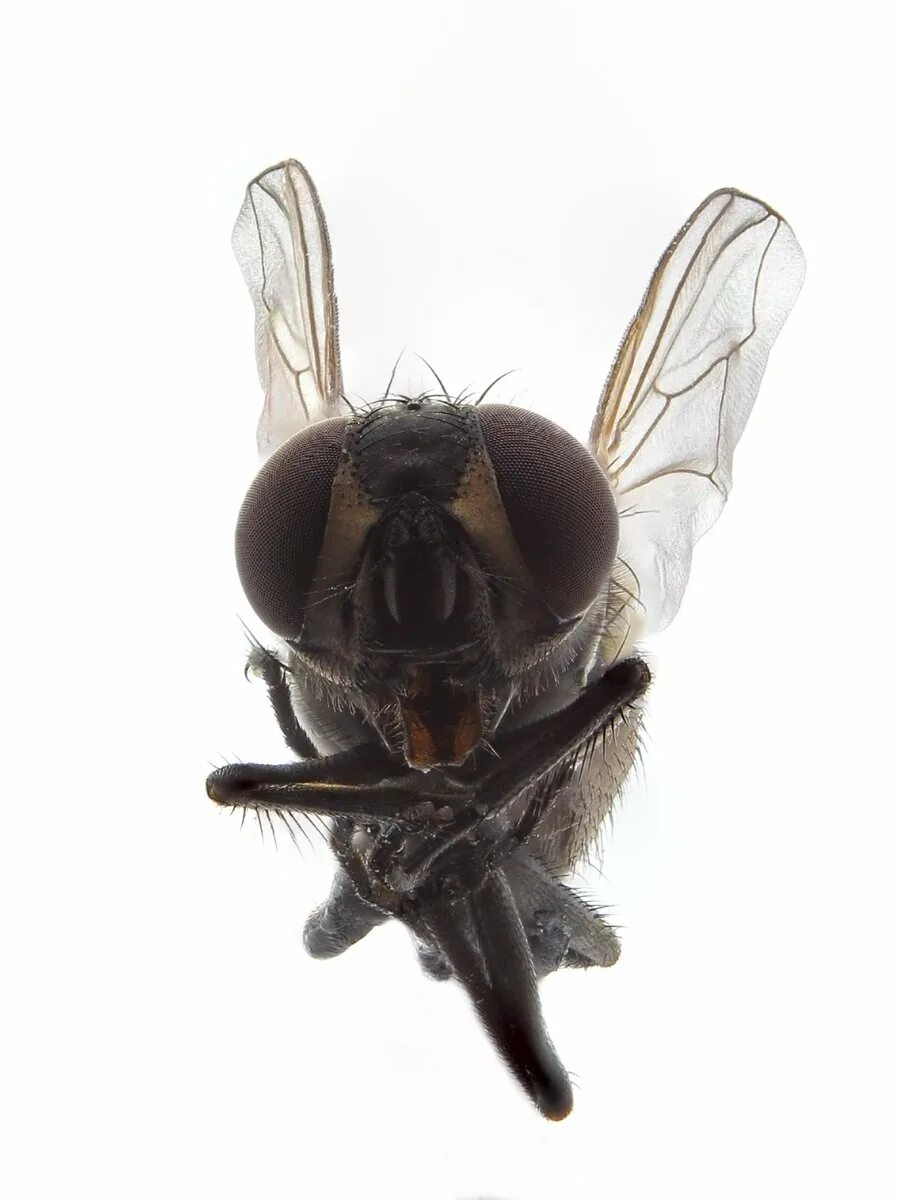 Муха цеце. Муха летит со. Скорость движения мухи. Мошка без фона. Почему муха летает.