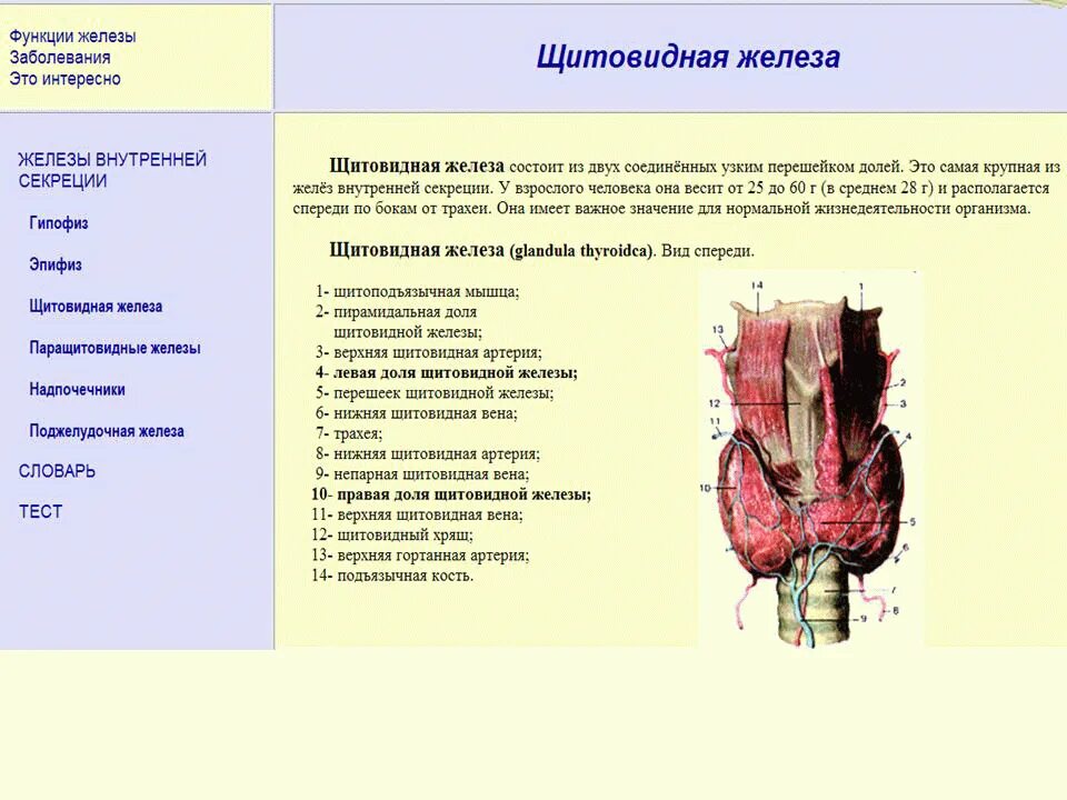 Щитовидная железа анатомия функции таблица. Роль щитовидной железы в организме. Щитовидная железа функции в организме. Артерии щитовидной железы