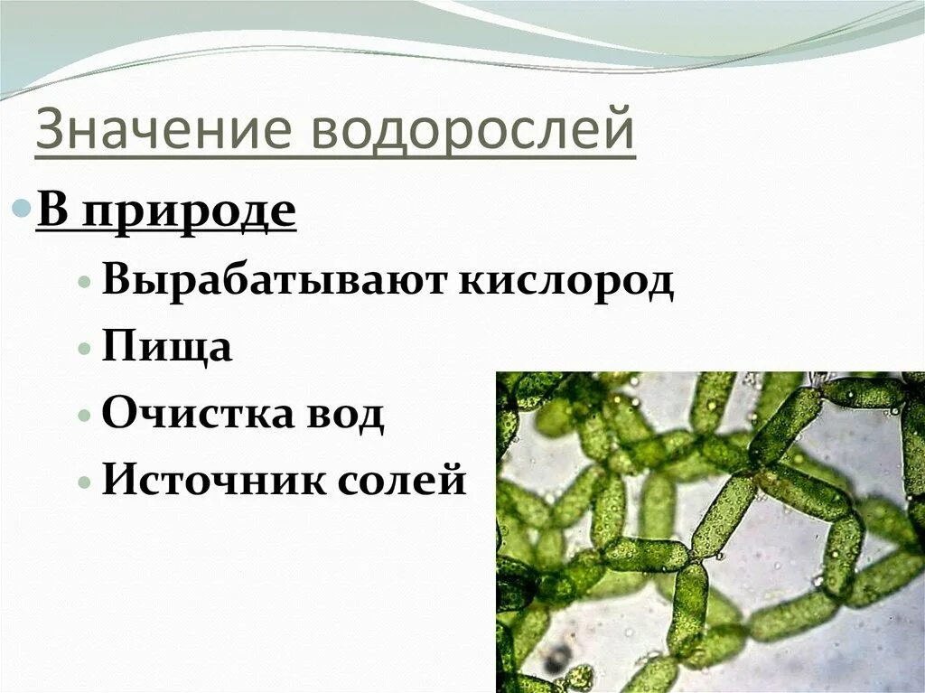 Каково значение ламинарии в жизни человека назовите. Значение водорослей в природе. Значение водорослей в пр. Виды водорослей и практическое значение. Функции водорослей.