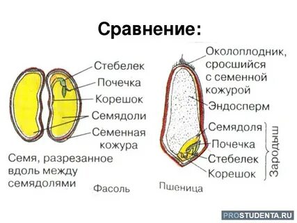 В состав зародыша семени фасоли входит