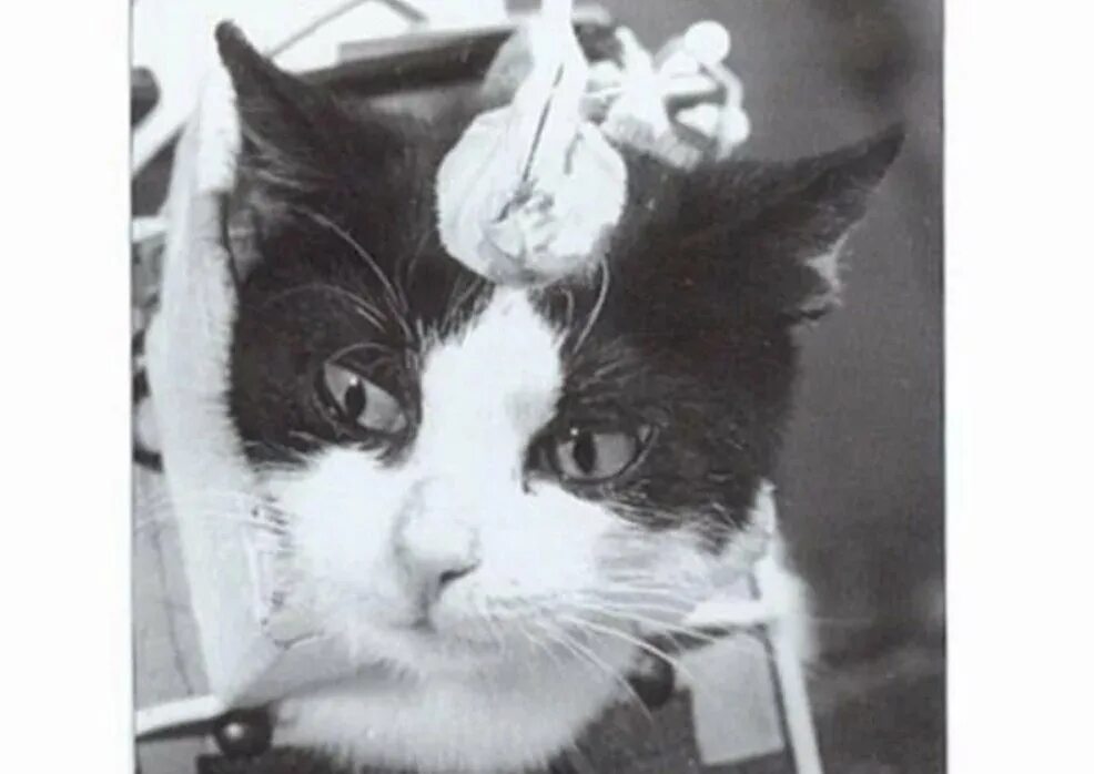 18 Октября 1963 года Франция кошка Фелисетт. Кошка Фелисетт в космосе. Первая кошка космонавт Фелисетт. 1 кошка в космосе