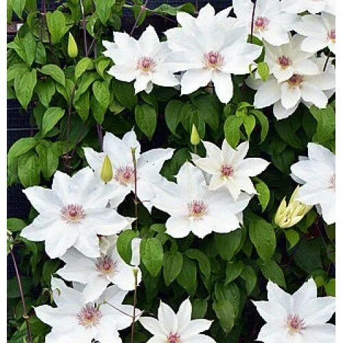 Fuyu-no-tabi клематис. Fuyu-no-tabi клематис. Клематис фую но таби. Клематис таби. Клематис фью но таби.