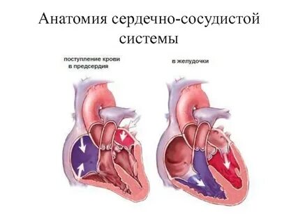 Ревматизм сердца