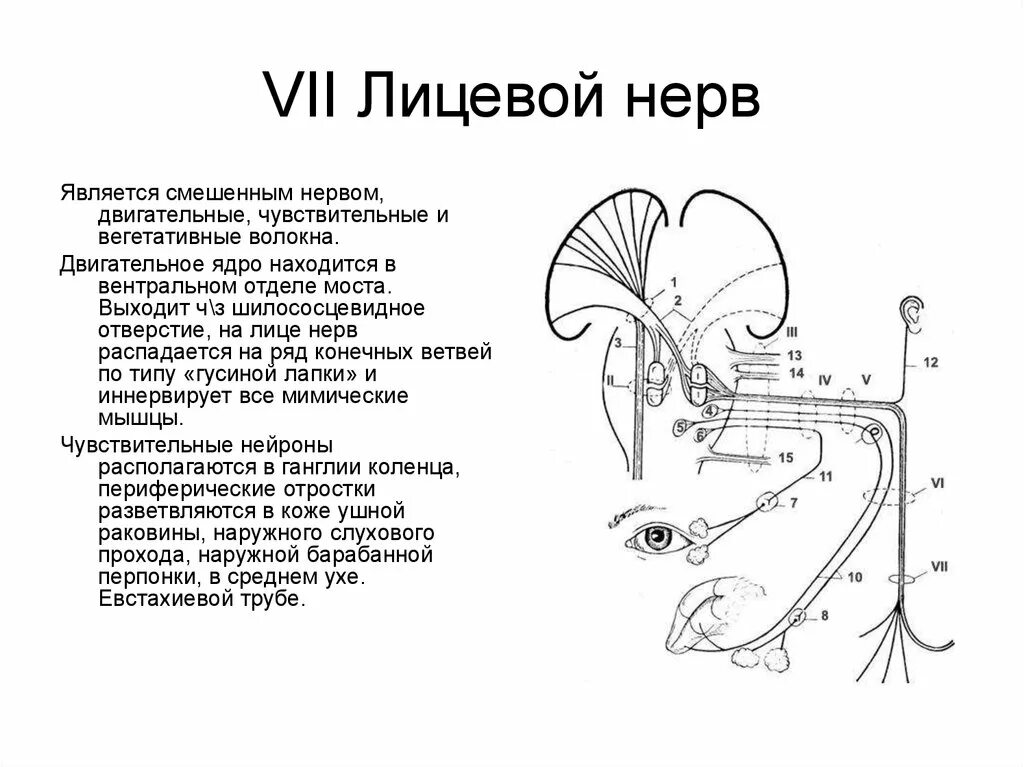 Лицевой нерв является. Ядра лицевого нерва схема. Лицевой нерв путь схема неврология. Схема 7 Черепного нерва. Ядра лицевого нерва функции.