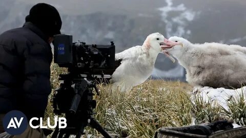 Wildlife documentary