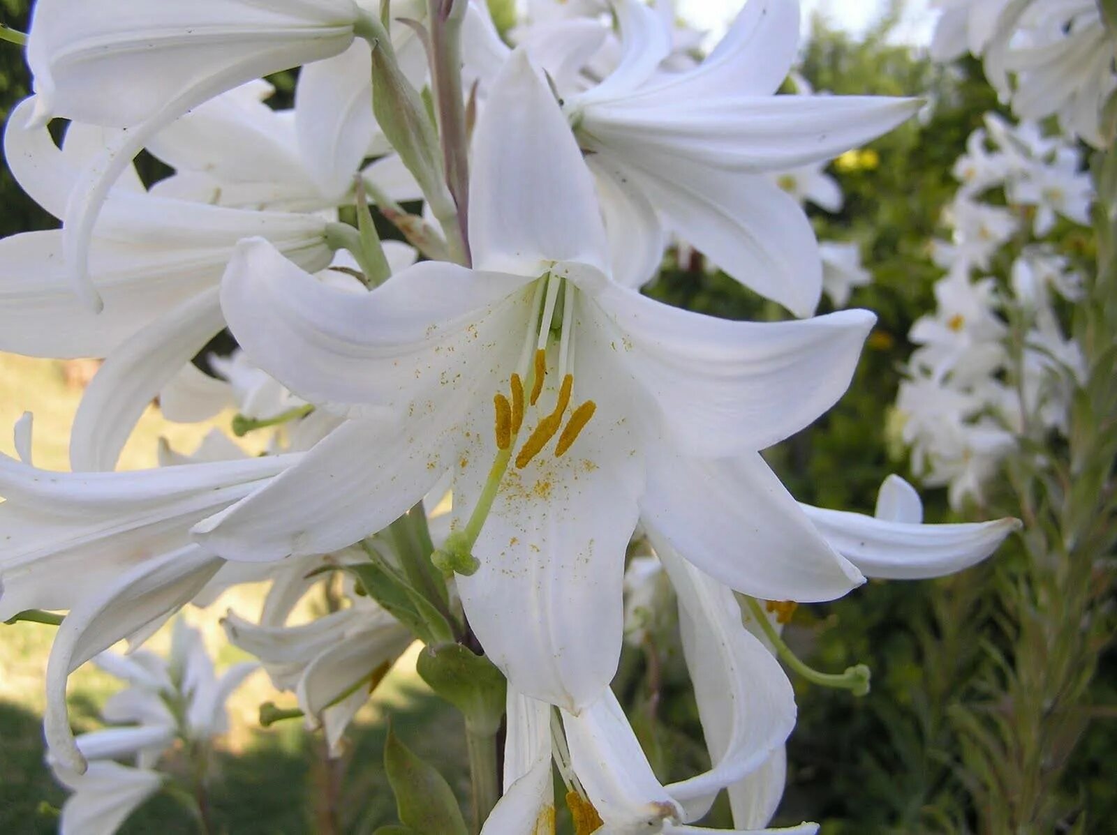 Лилия Кандидум (Lilium candidum). Лилия белоснежная Кандидум. Лилия белая (Lilium candidum). Кандидум гибриды. Какие лилии пахнут