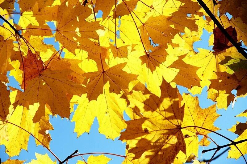 Желтый лист. Листья листопад. Осень желтые листья. Падающие желтые листья. Листья желтые кружатся оригинал