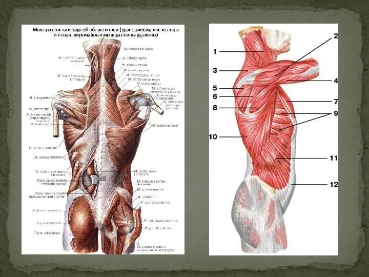 Мышцы спины тип мышц. Мышцы спины анатомия. поверхностные мышцы спины анатомия. поверхностные мышцы спины и шеи.