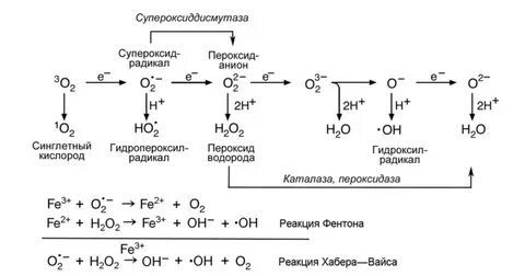 Радикал пероксида водорода