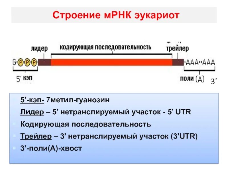 Кэпирование рнк. Функции кэп. Кэп биология. Кэп мрнк. Кэпирования мрнк:.