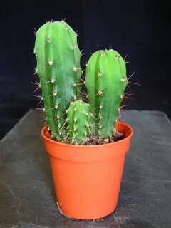 Cactus plant nike