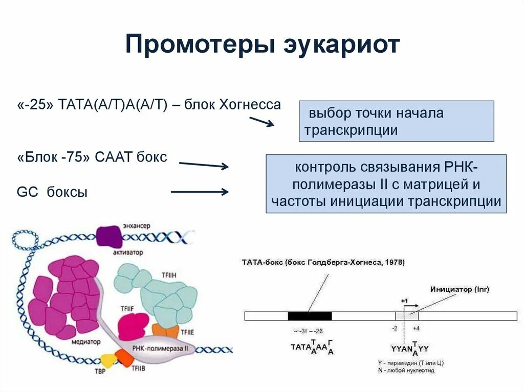 Факторы инициации транскрипции эукариот. Инициация транскрипции у эукариот. Транскрипционный комплекс у эукариот. Этапы транскрипции у эукариот.