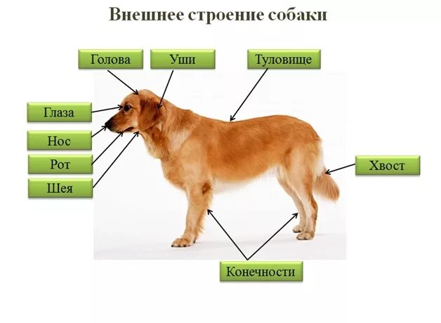 Тело млекопитающих подразделяется на. Строение собаки внешнее строение. Внешнее строение тела собаки. Внешнее строение млекопитающих 7 класс биология. Отделы тела млекопитающих 7 класс биология.
