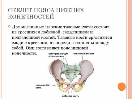 Пояс нижних конечностей тазовый пояс кости