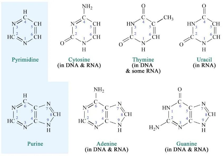 Рнк тимин урацил. Структура гуанин Тимин аденин. Структура аденин гуанин Тимин цитозин урацил. Аденин Тимин цитозин гуанин структурные. Пурины и пиримидины формулы.