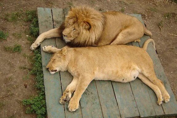 Африканский лев. Лев толстый зверь. Лев. Черногривый лев. Толстый лев животное.