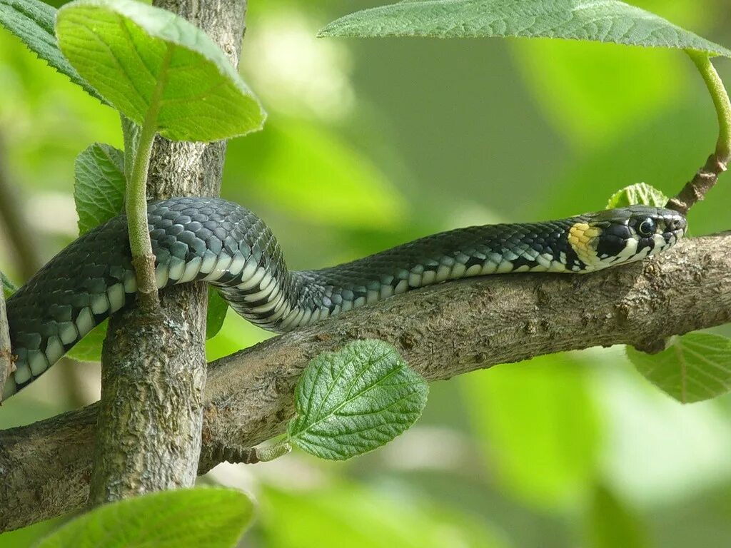 Grass snake. Змея уж обыкновенный. Уж желтоголовый. Уж обыкновенный - змея неядовитая. Уж обыкновенный оранжевые пятна.