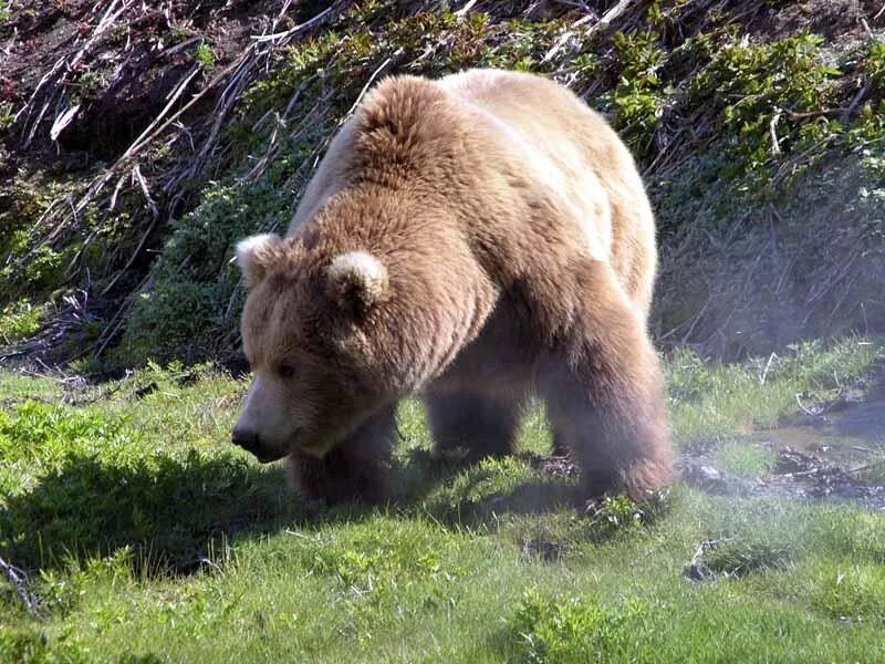 Описание фотографии камчатский бурый медведь