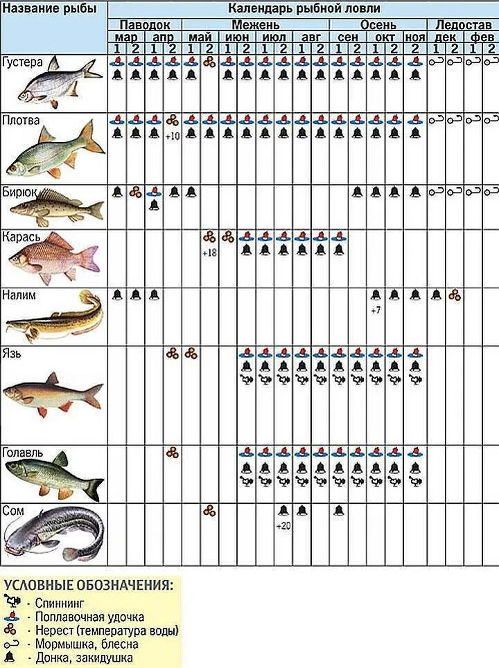 Календарь рыбалки. На что можно лов ть рыбу. Календарь рыболова. Календарь ловли рыбы. Схема клева