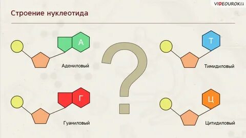Адениловому нуклеотиду комплементарен