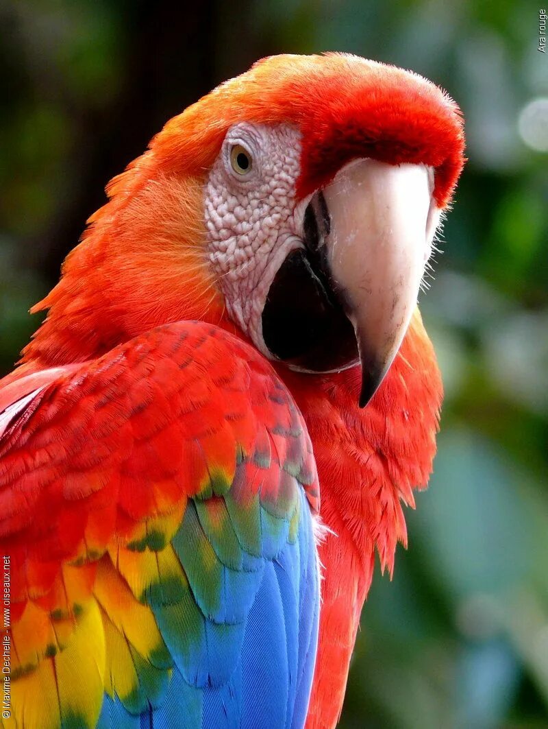 Большой цветной попугай. Красный ара (Ara Macao. Африканский попугай ара. Южноамериканский попугай ара. Попугай ара Скарлетт.