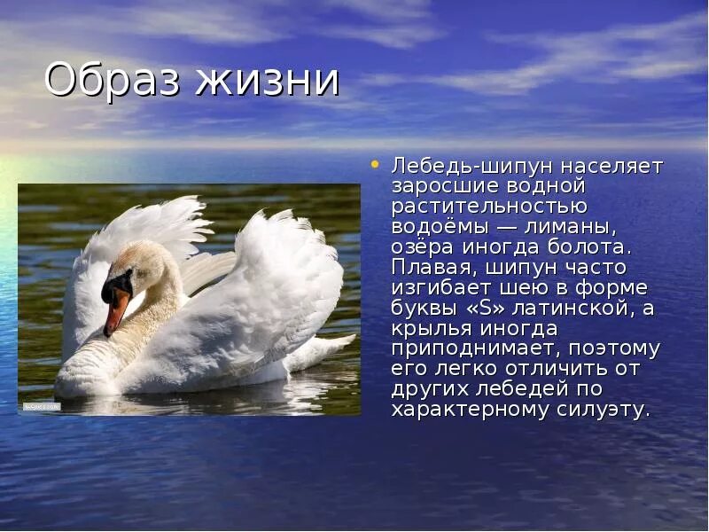 Песнь о лебеде