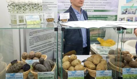Картофель 2023