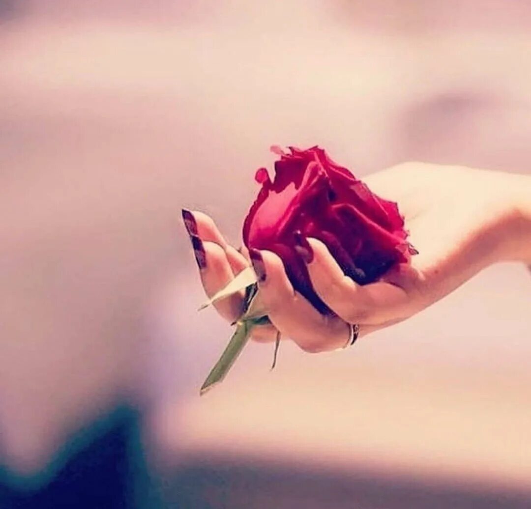 Сколько держатся розы. Цветок на руку.. Красивая Розочка в руках.