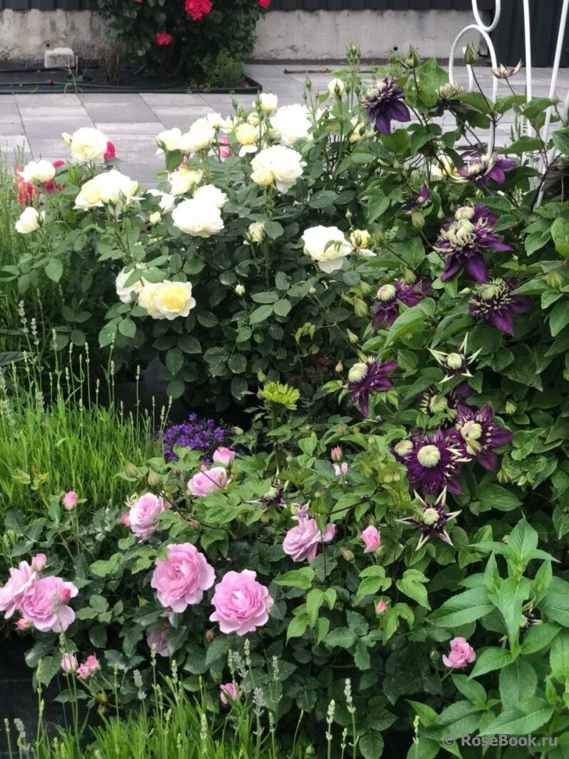 Gorgeously fragrant / David Austin's Windermere David austin roses, Heirloom ros