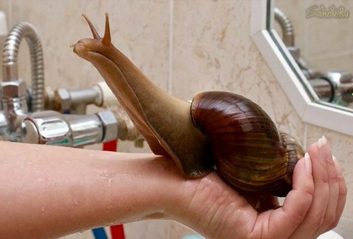 Завести улитку. Африканская улитка ахатина. Черви в террариуме ахатинов. Зачем люди заводят улиток. Гигантская улитка ахатина.