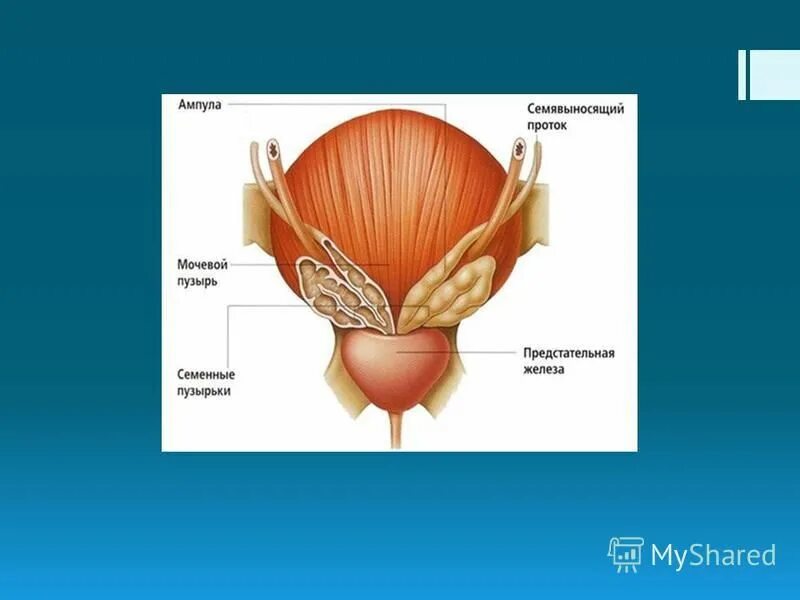 Предстательная железа это простата
