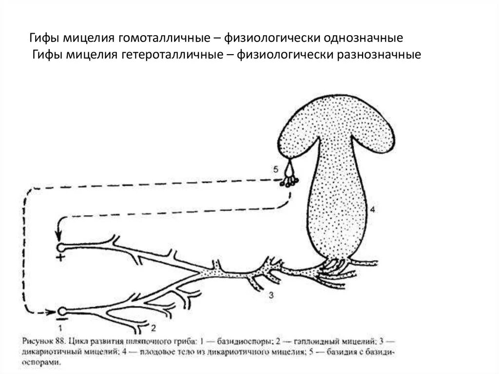 Строение грибницы мицелия. Строение грибов мицелий гифы. Строение мицелия грибов. Гетероталличный мицелий это. Вегетативный мицелий грибов