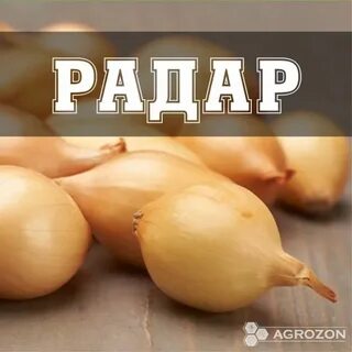 Севок радар описание сорта фото