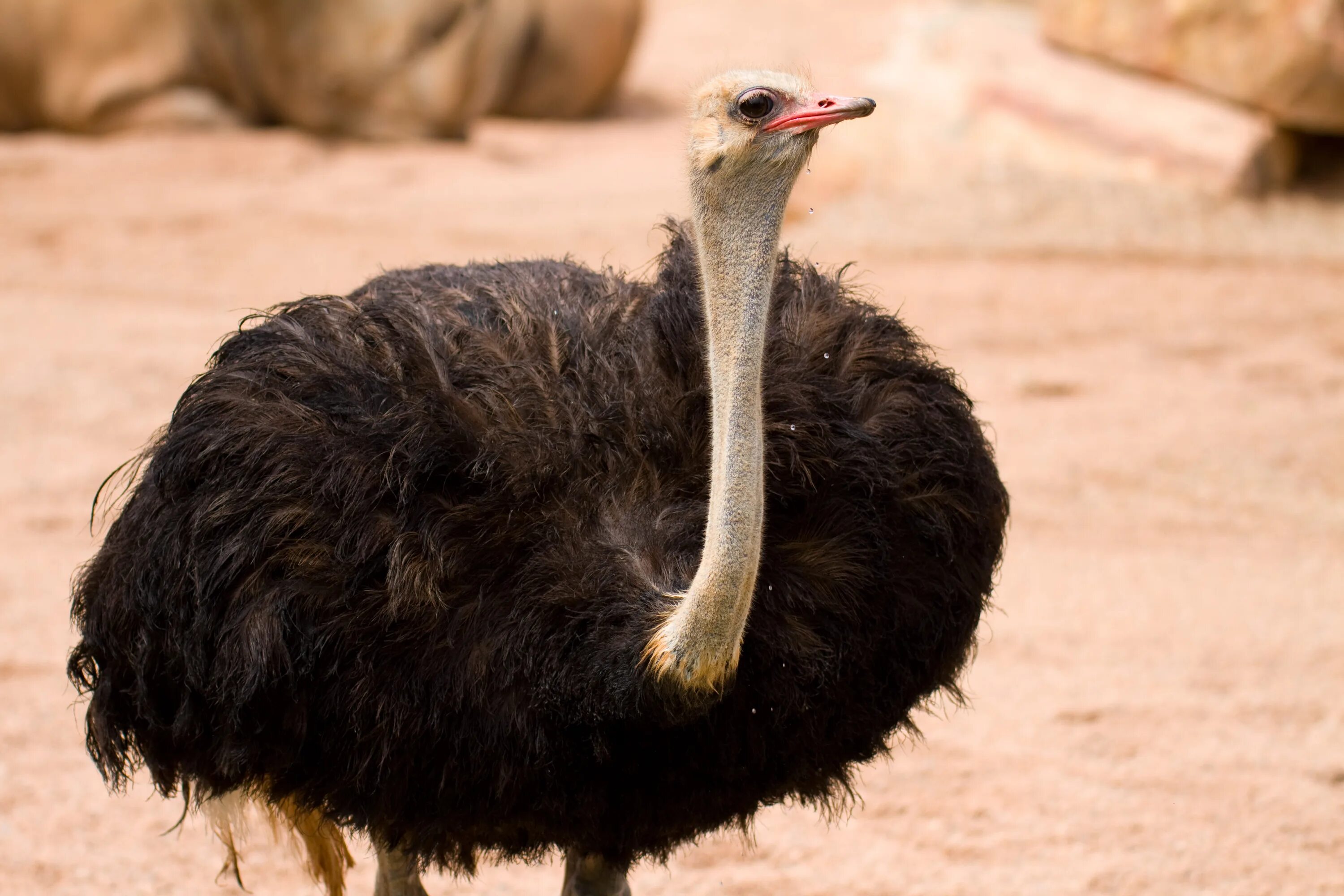 Страус ареал. Африканский страус ареал обитания. Африканский страус самый высокий. Большие птицы. Самый крупный страус