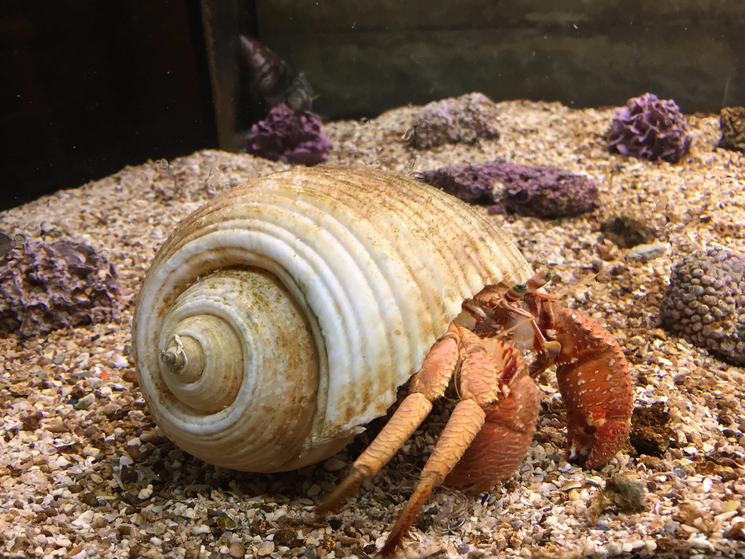 Беспозвоночные морские животные. Водные беспозвоночные животные. Морская улитка. Прибрежные беспозвоночные.