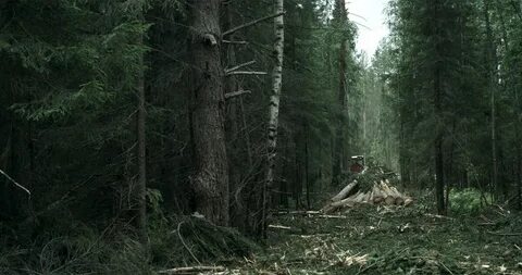 Очевидцы лес