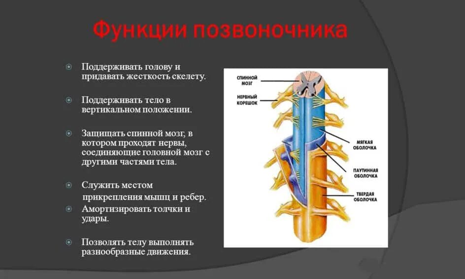Значение отдела позвоночника. Строение и функции позвоночного столба человека. Позвоночный столб анатомия функция. Спинной позвоночник человека строение и функции. Позвоночник строение анатомия и спинной мозг.