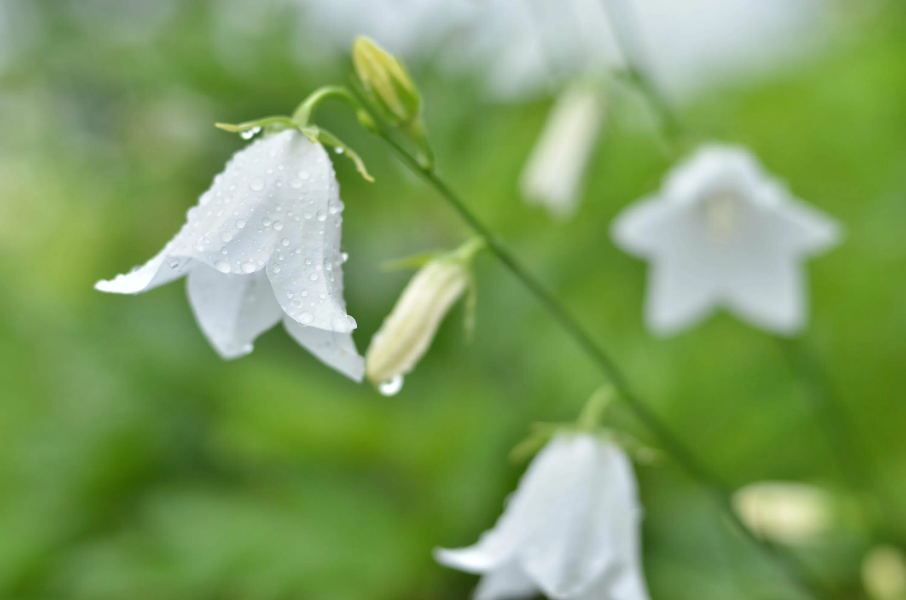 Колокольчик раскрытый. Колокольчик Кампанула белый. Колокольчик Campanula. Колокольчик льнолистный. Колокольчик Лесной белый.