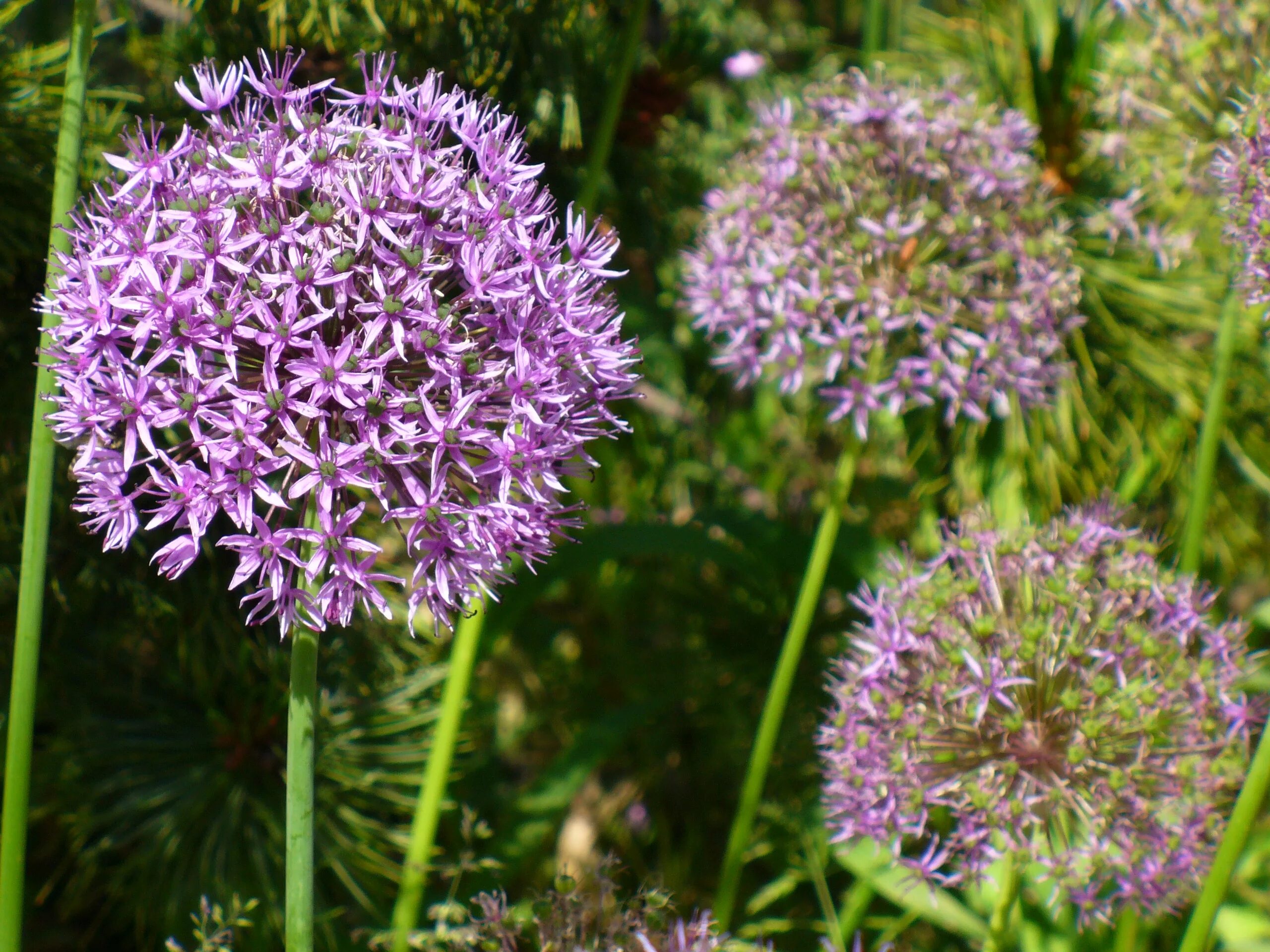 Лук афлатунский, Allium aflatunense. Лук аллиум афлатунский. Лук декоративный афлатунский. Чеснок-лук афлатунский. Декоративный чеснок фото